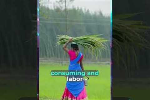 Revolutionizing Pearl Farms: The Future of Indian Aquaculture #agriculture #agriculture