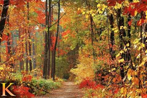 11 HOURS of 4K Enchanting Autumn Nature Scenes + Relaxing Piano Music for Stress Relief