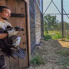 Cinereous vulture return in Rhodope Mountains takes another step forward