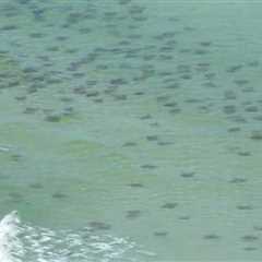 Discover the Underwater Wonders of Panama City Beach