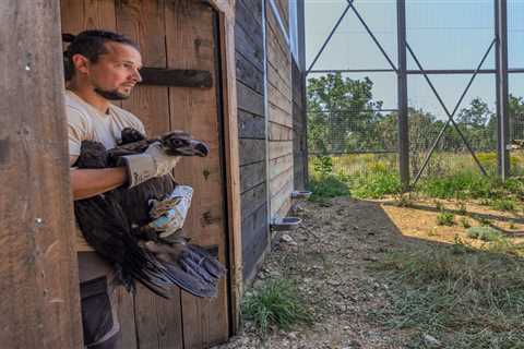 Cinereous vulture return in Rhodope Mountains takes another step forward