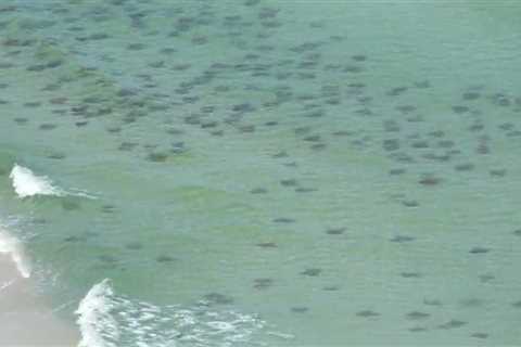 Discover the Underwater Wonders of Panama City Beach