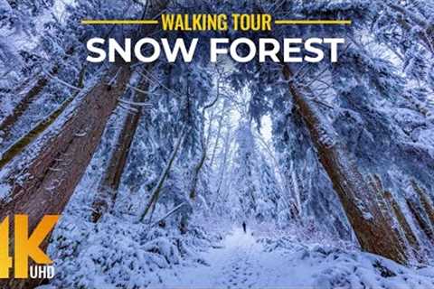 4 HRS Walking in a Snow Forest - 4K Winter Virtual Hike with Creaking Snow Sound