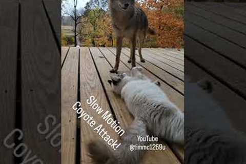 Coyote vs. Kitten! #beast #straykids #puppy #weavethecoyote #howiedewitt  #apex #nature #warzone