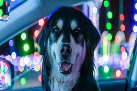 Are Pets Allowed at Festivals in Glendale, CA?