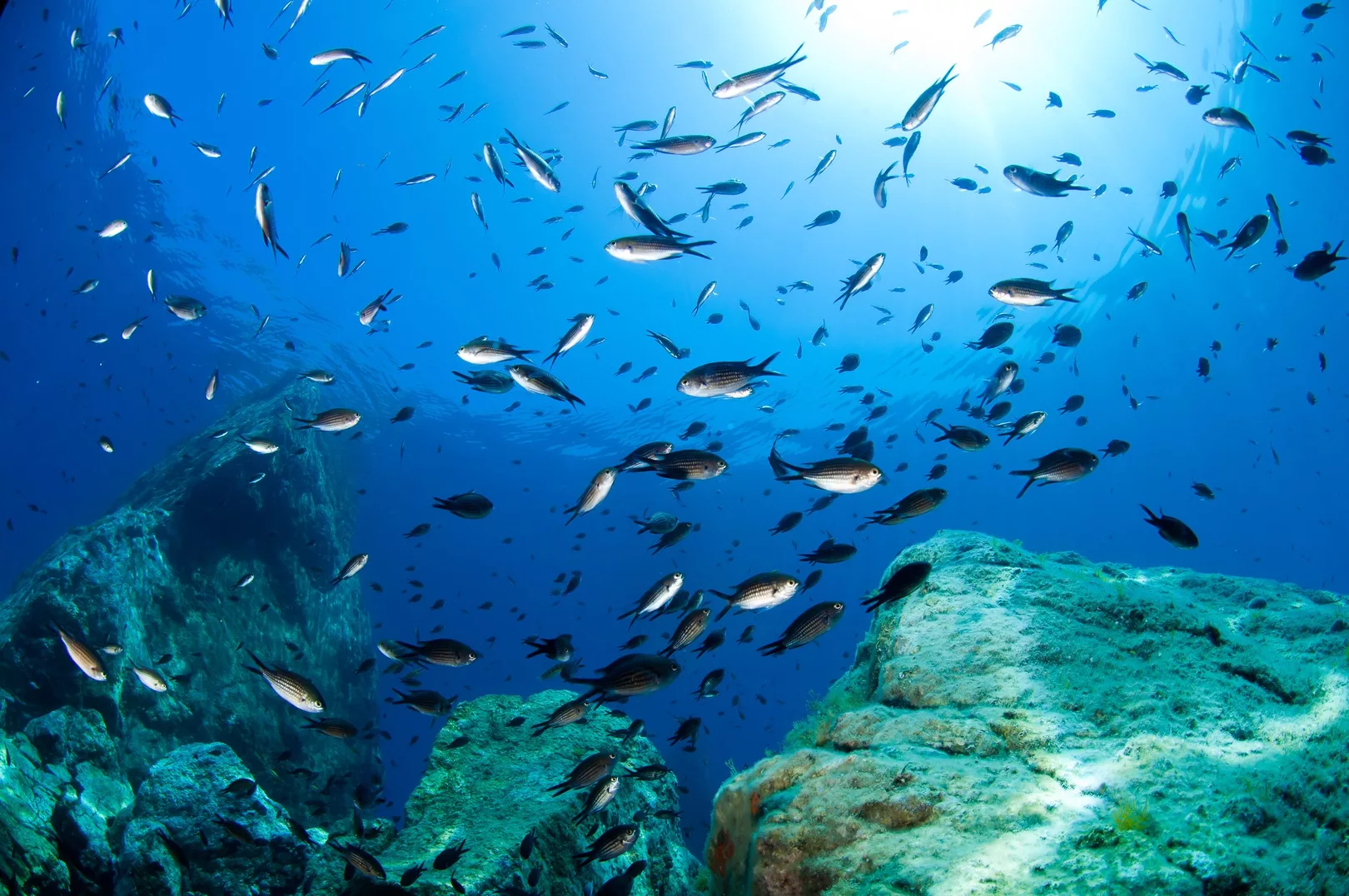 Following a Dream to Become a PADI Professional