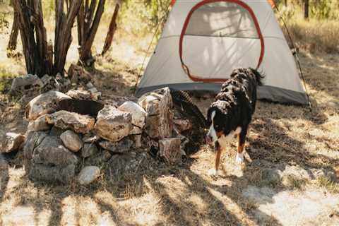 Exploring the Eco Park in Comal County, TX: A Pet Owner's Guide