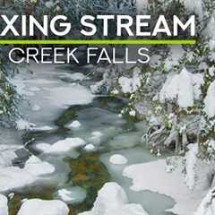 8 HRS Winter Ambience - Birds Chirping &amp; Gentle Forest Stream Sounds - Nature Soundscape