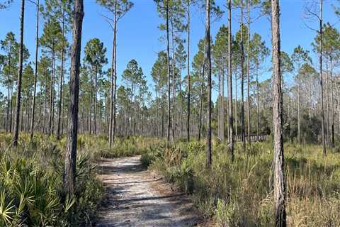 Exploring Nature Trails in Panama City Beach, Florida - A Guide for Nature Lovers
