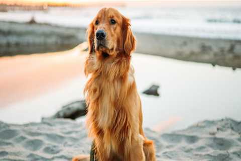 Traveling with Your Pet in Southeast Florida: A Guide to Pet-Friendly Accommodations
