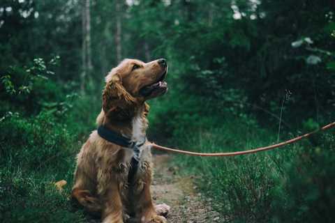 7 Must-Know Tips for Meal Prep for Pets on RV Trips