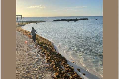 Latest Report Shows Increased Arrival Of Sargassum In The Mexican Caribbean