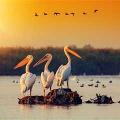 Resilient rewilding in the Danube Delta