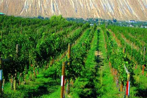 Explore the Finest Wineries in Wheat Ridge, Colorado