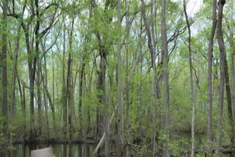 Exploring the Great Outdoors: A Guide to Hiking Trails and Nature Parks in Aiken, South Carolina