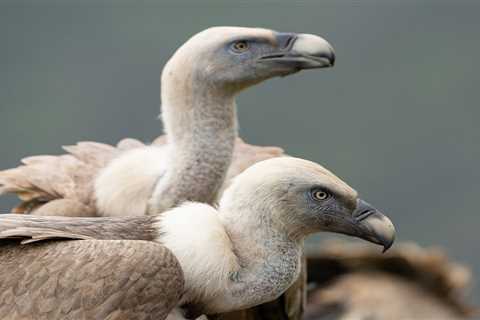 Sicilian griffon vulture initiative joins the European Rewilding Network