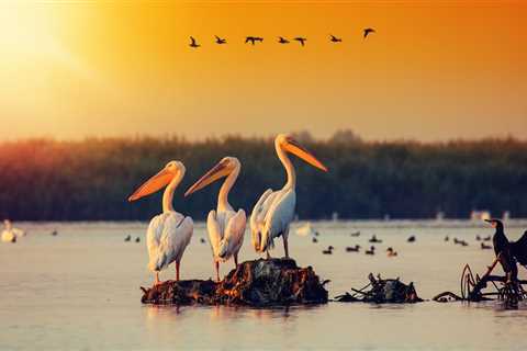 Resilient rewilding in the Danube Delta
