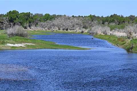 The Ultimate Guide to Birdwatching in Manatee County, FL