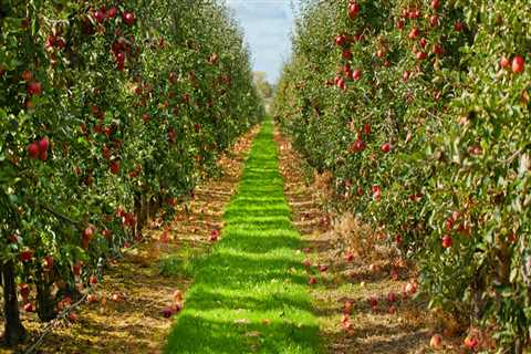 The Bountiful Harvest of Windy Hill Farm: A Look at the Main Crop Produced at Windy Hill Farm