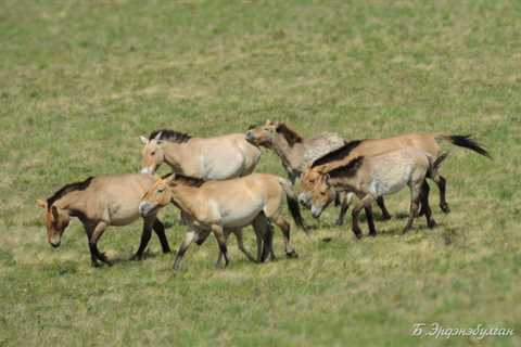 Nature and Wildlife - Steppe Wind