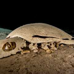 Exploring the Turtle Tomb of Sipadan, Borneo