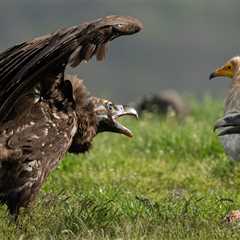 Second group of cinereous vultures released in the Rhodope Mountains