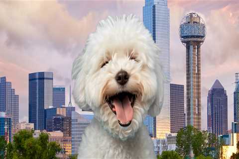 Bringing Pets to Festivals in Dallas County, TX: What You Need to Know