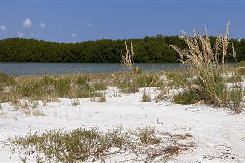 Exploring the Wildlife in Lee County, Florida