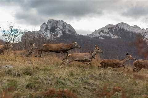 Red deer release strengthens recovering population in the Velebit Mountains