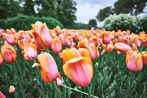 Group Excursion to Keukenhof Floral Park from Amsterdam