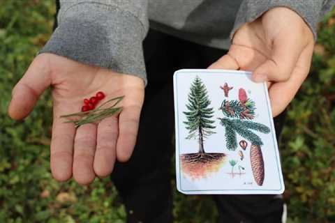 Forest fruits of Mongolia and their types