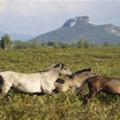 Wide-ranging measures see the Rewilding Velebit team build engagement in 2023