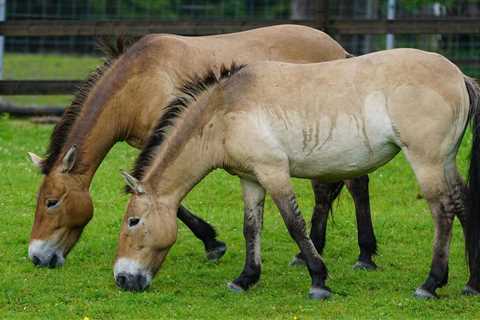 Khustain nuruu national park, Przewalski's horses | Przewalski's horses