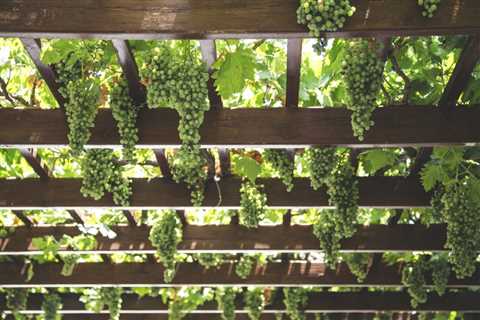 The Wine Lover’s Complete Guide to Exploring Iconic Italian Wine Regions