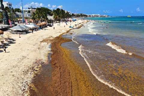 Scientists Reveal New Findings On Causes Of Abnormal Sargassum Invasions In The Caribbean
