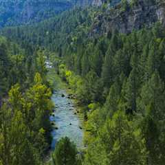 Rewilding forest generates revenue for communities in the Iberian Highlands