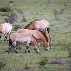 Przewalski’s horse initiative joins the European Rewilding Network