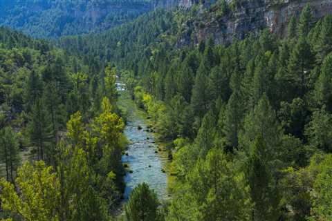 Rewilding forest generates revenue for communities in the Iberian Highlands