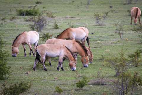 Przewalski’s horse initiative joins the European Rewilding Network