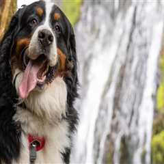 The Ultimate Guide to Dog-Friendly Hiking Trails in Clark County, Washington