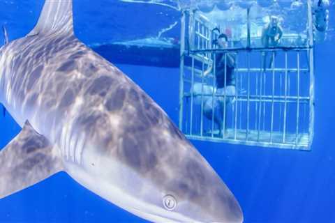 Shark Cage Diving On Oahu: The Ultimate Adventure Before A Relaxing Wine Tour