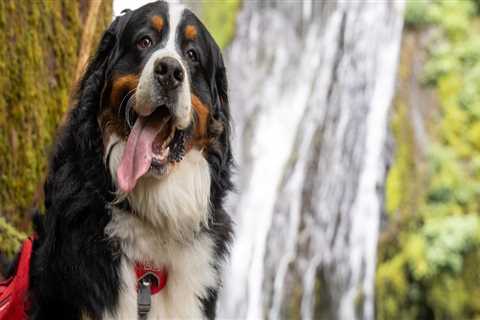 The Ultimate Guide to Dog-Friendly Hiking Trails in Clark County, Washington