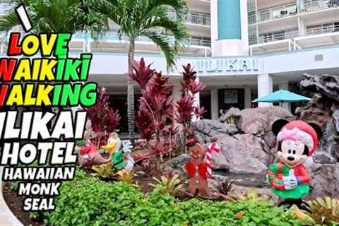 Waikiki Walk — Two Monk Seals, Ilikai Hotel &amp; Christmas Vibes (Dec 15, 2025)